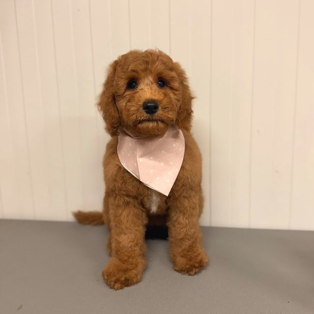 Pip na een trimbehandeling bij TheDogzclub