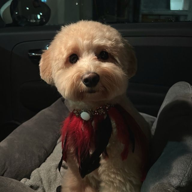 Millie na een trimbehandeling bij TheDogzclub